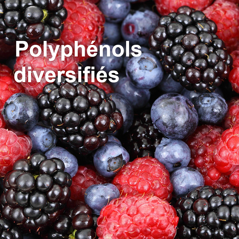Polyphénols&antioxydantsFruitRouges